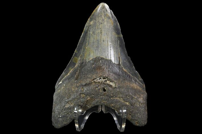 Fossil Megalodon Tooth - North Carolina #98987